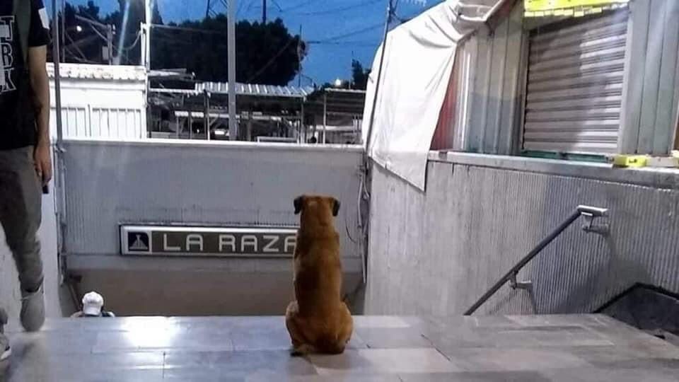 Perrito espera a su dueña en el metro de la CDMX. Foto: Cro´nicas Chilangas.