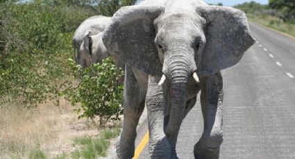 Elefantes invaden carreteras tras fugarse de reserva en Tailandia