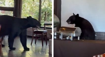 ¡Buscaba desayunar! Captan oso dentro de restaurante en Chipinque