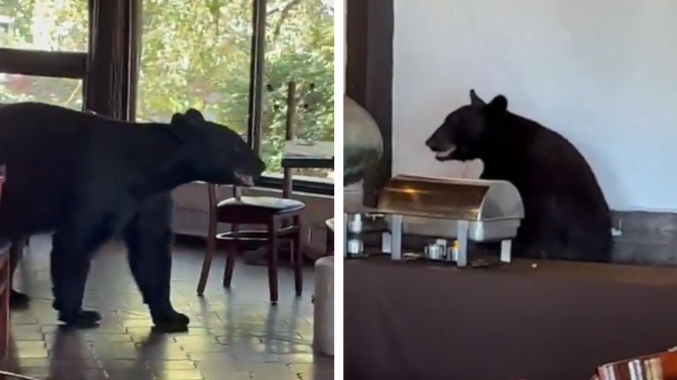 Oso en restaurante de Hotel Chipinque.