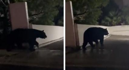 Captan enorme oso disfrutando de noche lluviosa en Monterrey