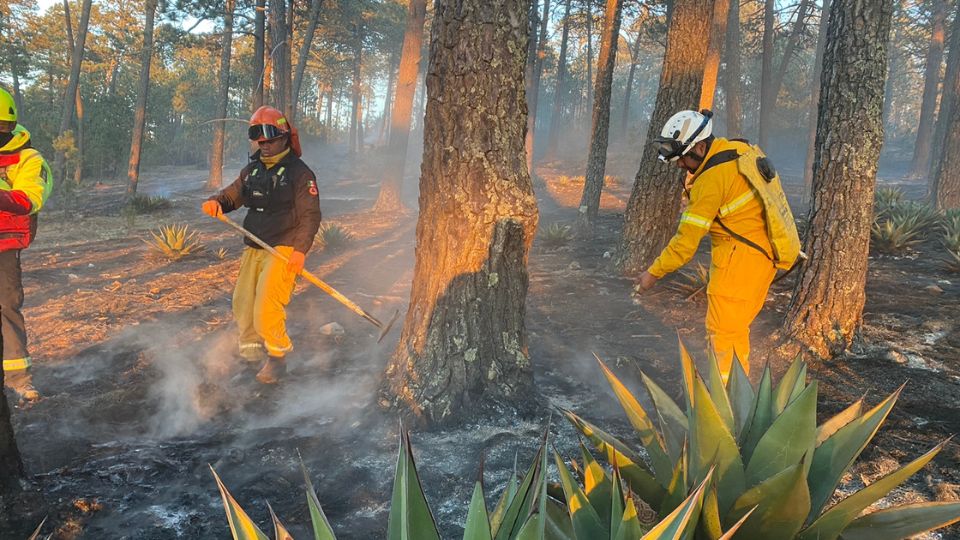 Bomberos sofocando un incendio forestal.