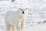 Oso polar mata a mujer y niño en Alaska
