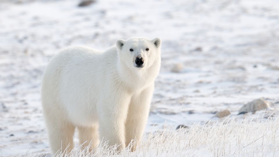 Oso polar | Especial.