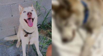 Veterinaria ayuda a perrito fallecido a regresar con sus dueños