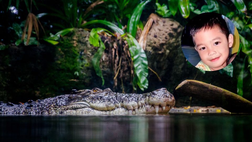 Cocodrilo devuelve cuerpo de niño ahogado en río de Indonesia | Especial.