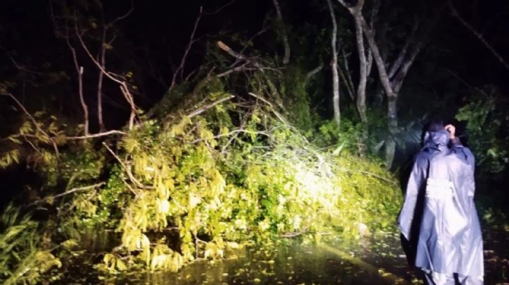 Huracán Lidia: Muere hombre tras caer árbol en su vehículo en Nayarit