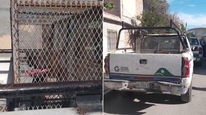 Muere niña de 2 años tras ser atacada por un pitbull en Gómez Palacio