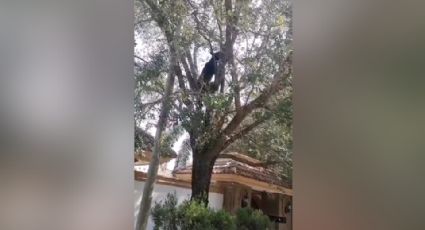 Avistan oso en quinta ubicada al sur de Monterrey