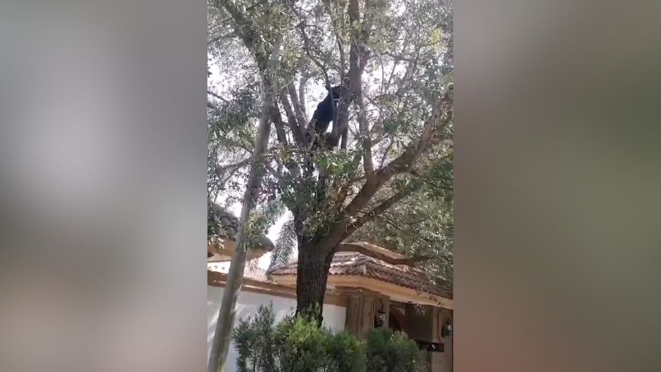 Oso en lo alto de un árbol.