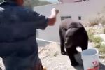Albañiles le invitan taco a oso en San Pedro