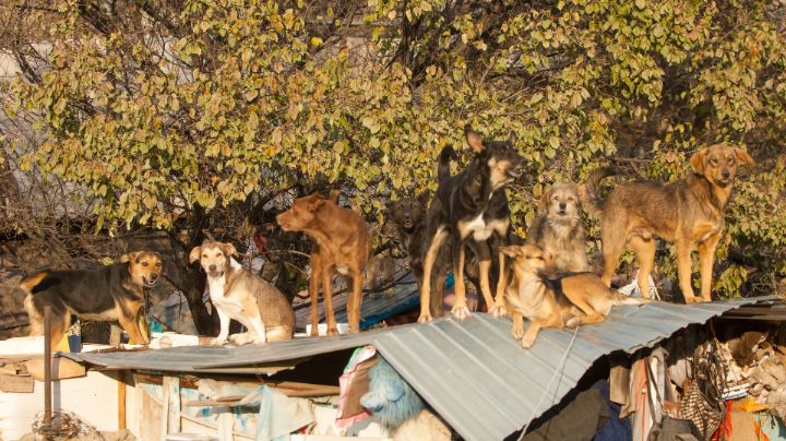 Jauría de perros mata a joven mientras hablaba por teléfono con su madre 