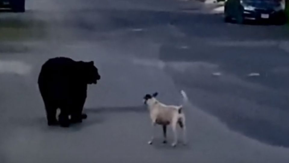 Oso es ahuyentado por perrito en Monterrey