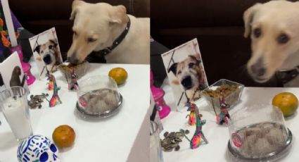 Captan a perro comiéndose la ofrenda de un altar de muertos 