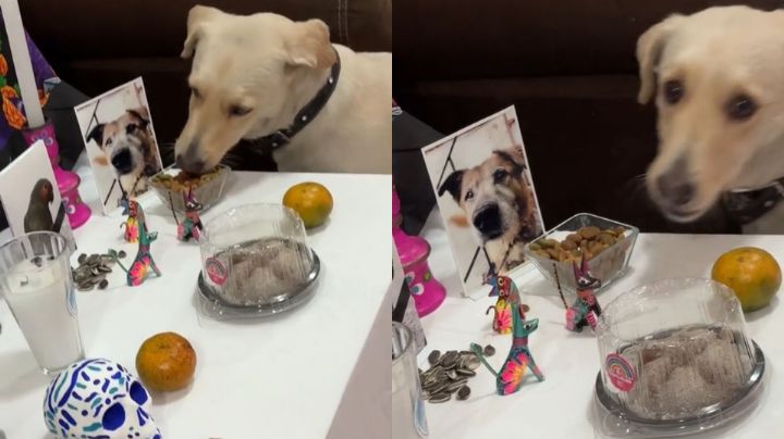 Captan a perro comiéndose la ofrenda de un altar de muertos 