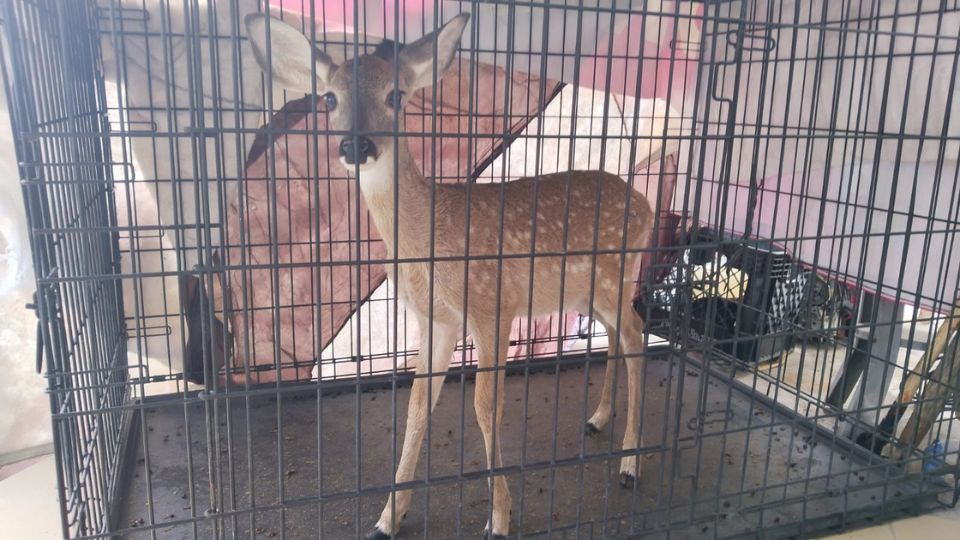 Venadita en Guadalupe.