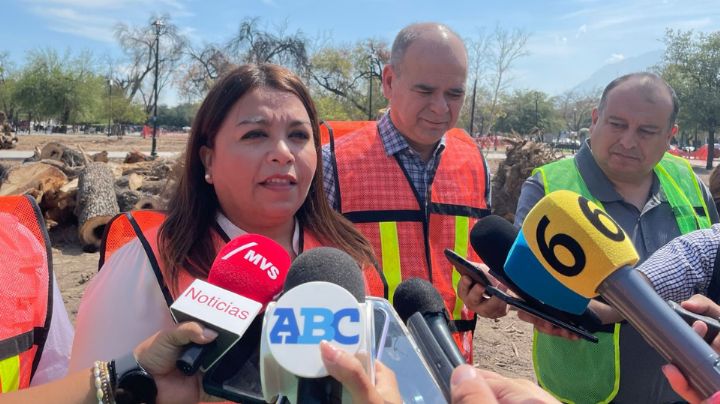 Monterrey reconoce que árboles de plazas murieron por la sequía
