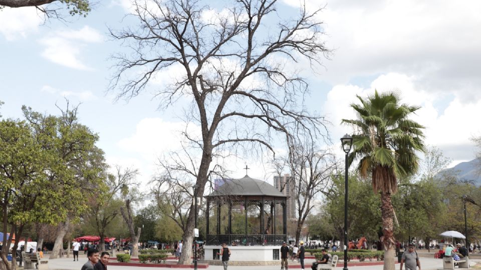 Árboles secos en La Alameda.