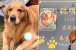 Perrito causa ternura en redes por llevar comida a la tumba de otro lomito