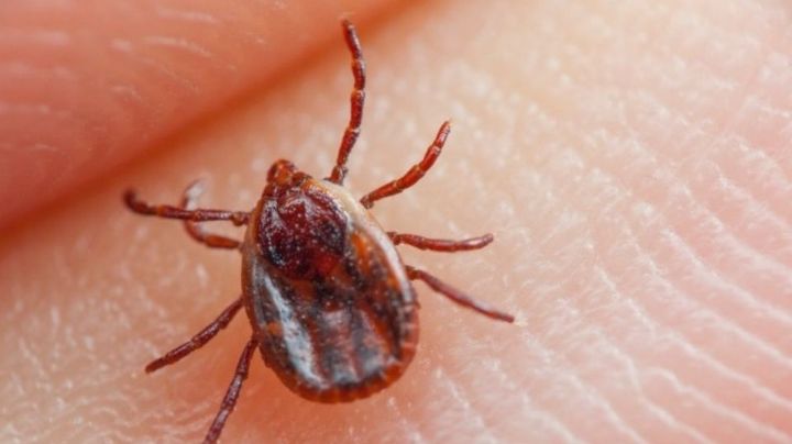Primero Francia... ahora España sufre plaga de garrapatas