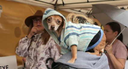 Promueven la adopción de perros y gatos en la primera edición del Macropet