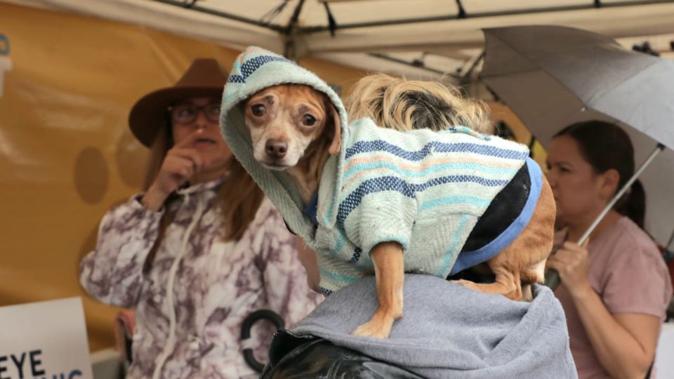 Perrito en la primera edición del Macropet.