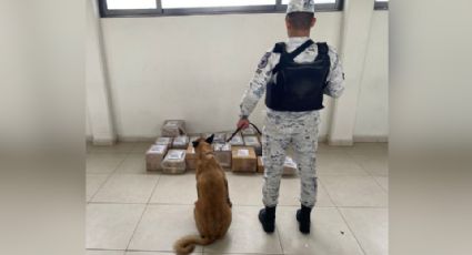 Gracias a perrito, Guardia Nacional decomisa mariguana en gomitas, cereal y frituras, en Monterrey