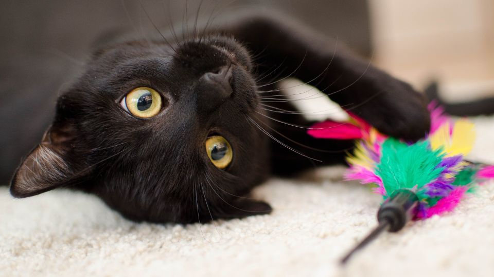 El mes de octubre se ha convertido en una pesadilla para los gatos negros y blancos