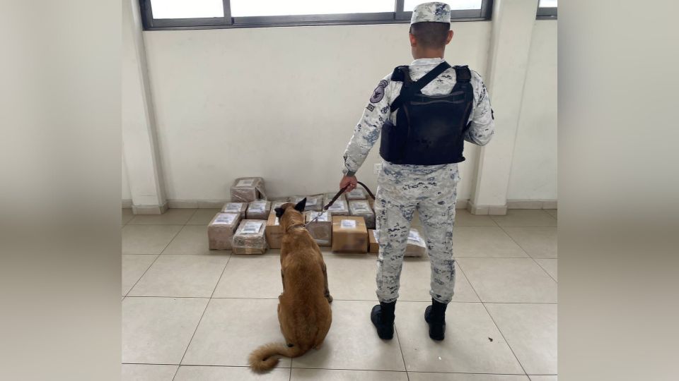 Binomio canino junto a un elemento de la Guardia Nacional.