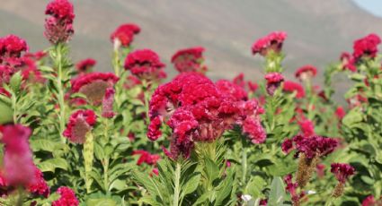 Conoce el campo de mano de león que colorea de rojo carmín a García