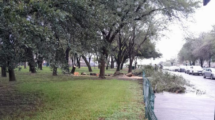 Ciudadanos denuncian tala de árboles en la Macroplaza, en Monterrey