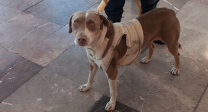 Rescatan a perrito de las vías del Metro de CDMX