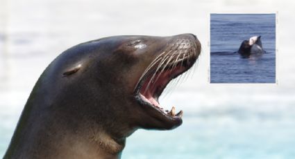 Turista capta el brutal ataque de un león marino contra un tiburón en California