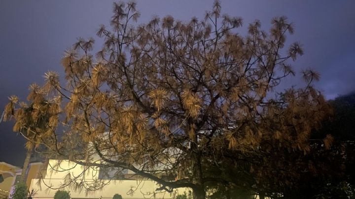 Vecinos denuncian árboles secos en San Pedro, sospechan que estén enfermos