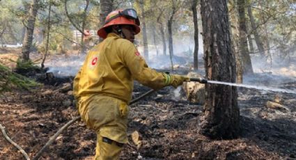 Tardará la Sierra de Santiago hasta 70 años en reforestarse