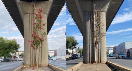 Aseguran que árboles de la Línea 1 del Metro viven; no es así