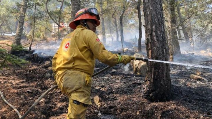 Tardará la Sierra de Santiago hasta 70 años en reforestarse