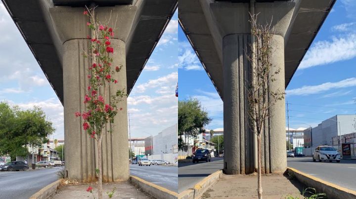 Aseguran que árboles de la Línea 1 del Metro viven; no es así