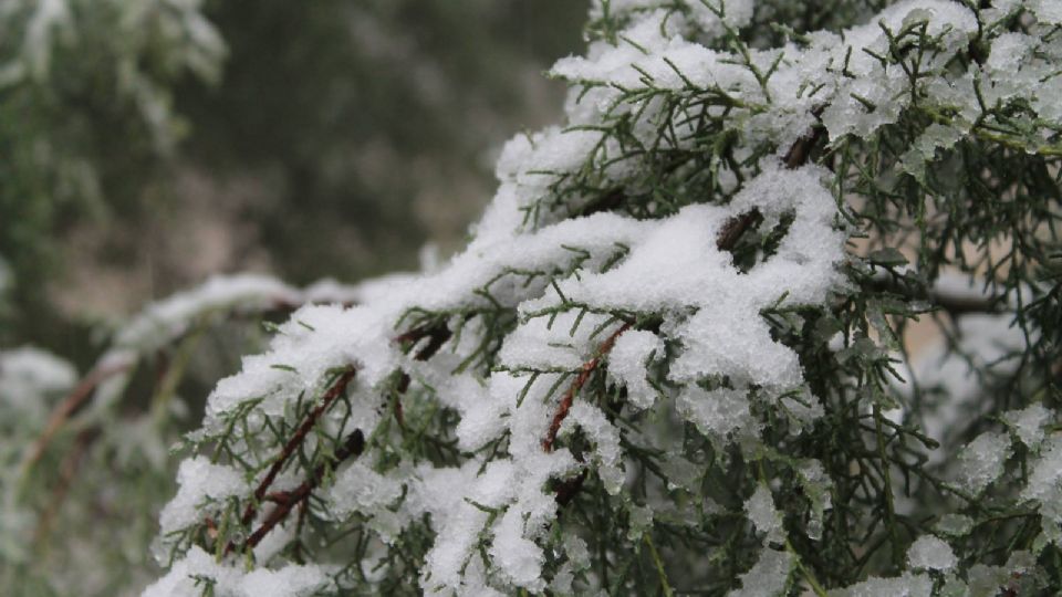 Aguanieve sobre árboles en sierras de Nuevo León | Facebook / Parque Ecológico Chipinque