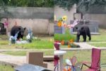 Captan a familia de osos paseando en panteón en Monterrey