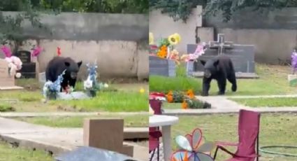 Captan a familia de osos paseando en panteón en Monterrey