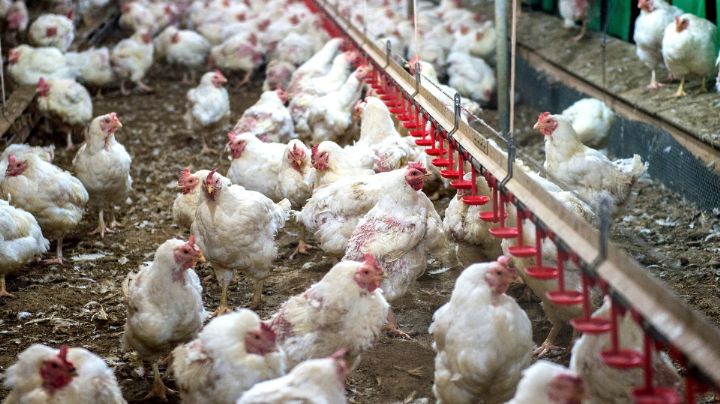 México suma otra granja infectada por gripe aviar