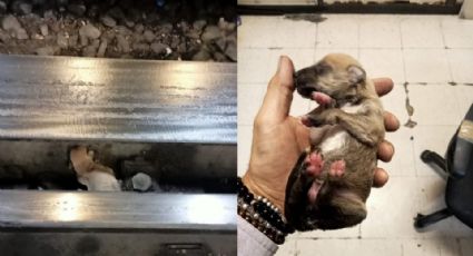 Rescatan a cachorro tras caer por un descuido a las vías del Metro en CDMX