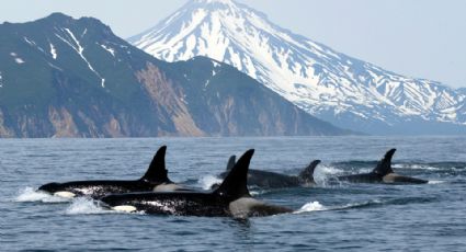 Orcas atacan un velero turístico y lo hunden tras golpearlo por casi una hora