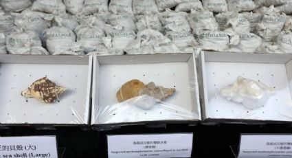 Hong Kong decomisa una tonelada de droga oculta en caracoles mexicanos