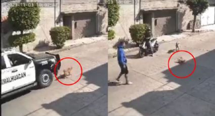 Despiden a policías por atropellar y matar a perrito en Estado de México