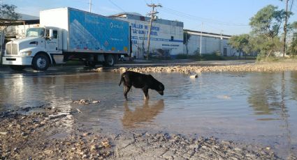 Perrito aprovecha ‘mega fuga’ en Escobedo para refrescarse