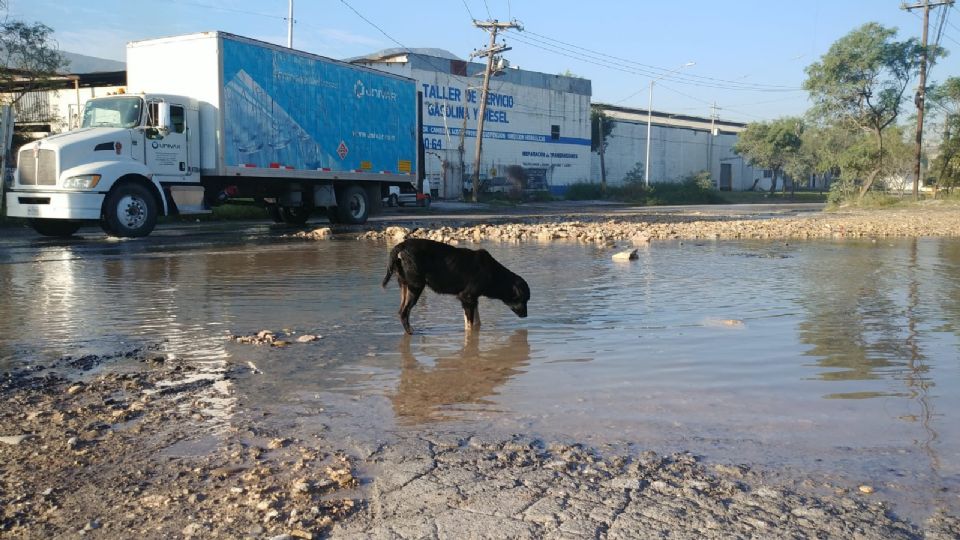 Perrito toma agua en mega fuga de Escobedo