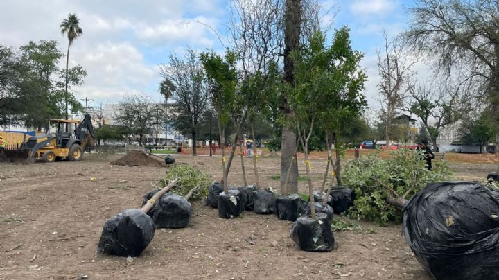 Reforestarán La Alameda con plantación de 115 árboles