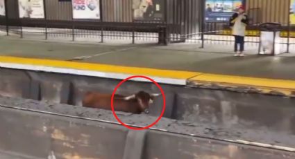 Toro salta a las vías y retrasa los trenes en Nueva York